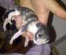 Katzenbabys am ende August abzugeben